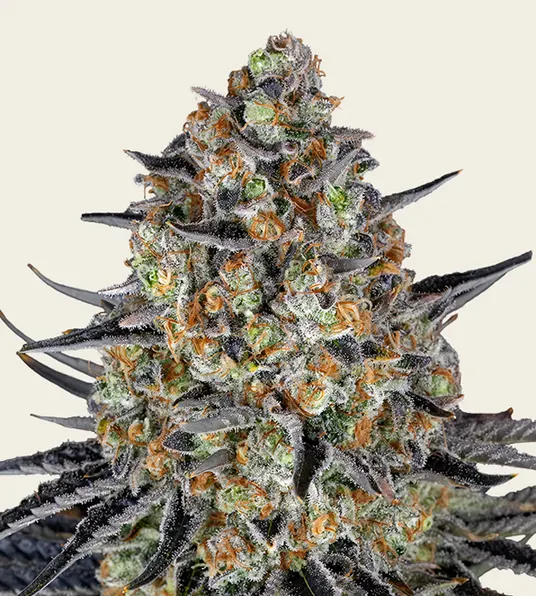 LSD Auto - Main Image