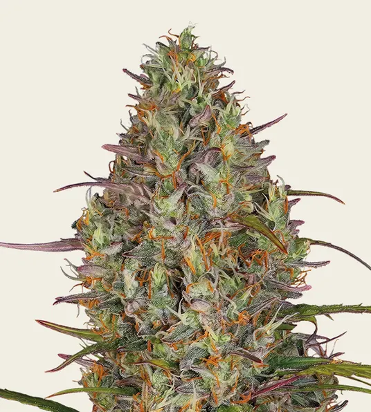 Glue Gelato Auto - Main Image