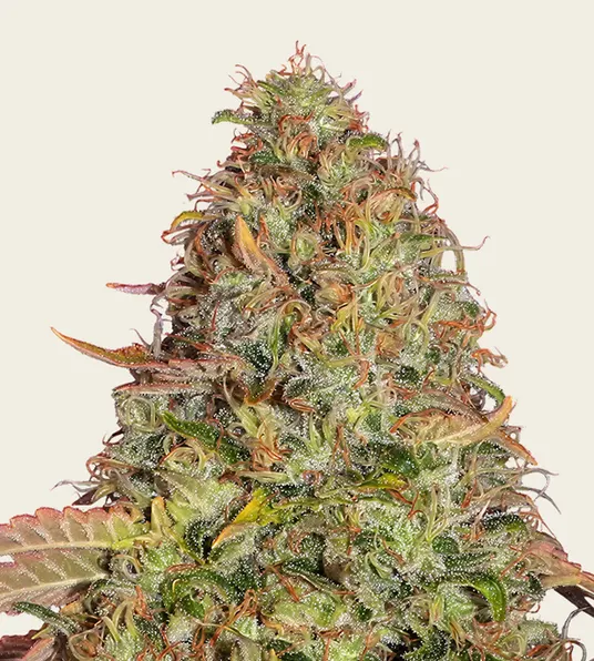 Original Z OG Auto - Main Image