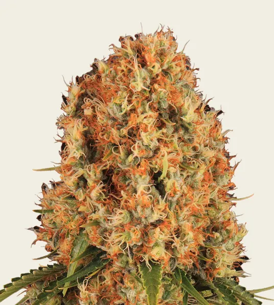 Orange Sherbert - Main Image
