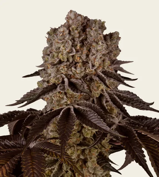 Purple Punch - Main Image