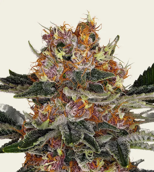 Purple Punch Auto - Main Image