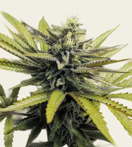 Afghan Hash Plant - Regular - Main Image