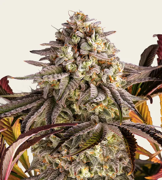 Blue Sunset Sherbert - Main Image