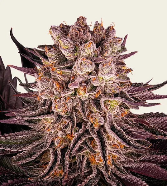 Mimosa x Orange Punch - Main Image
