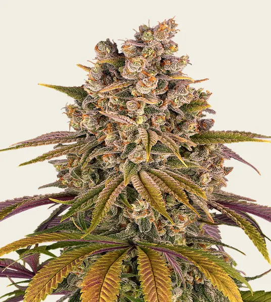 Lemon Tree - Main Image