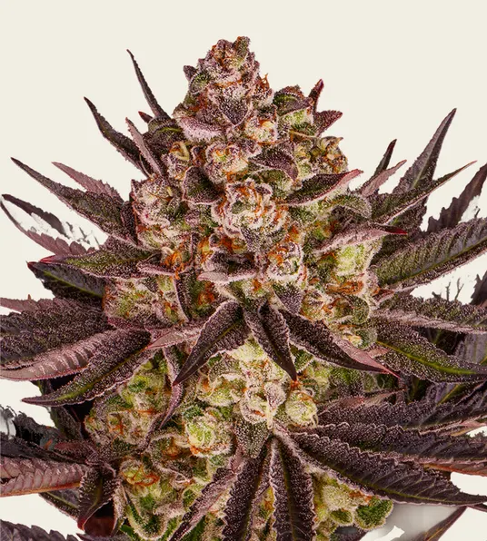 Biscotti Mintz - Main Image