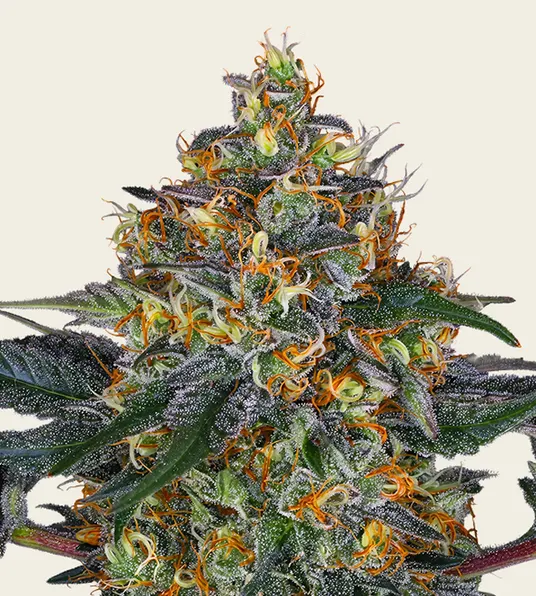 Moby Dick Auto - Main Image
