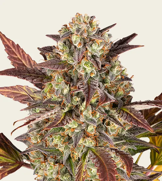 Amnesia Haze Auto - Main Image
