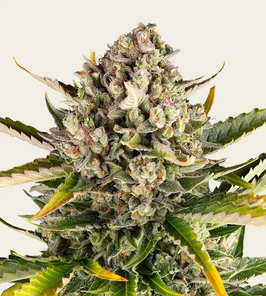 Strawberry Cheesecake Auto - Main Image