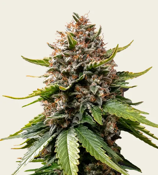 White Widow XXL Auto - Main Image