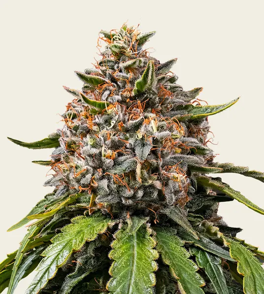 White Widow XXL - Main Image