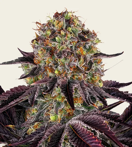 Runtz x Layer Cake - Main Image