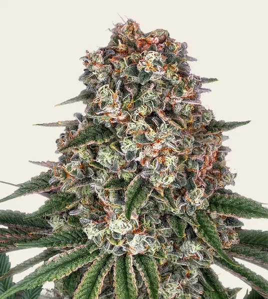 Tropicanna Banana - Main Image