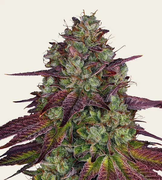 Mimosa EVO - Main Image