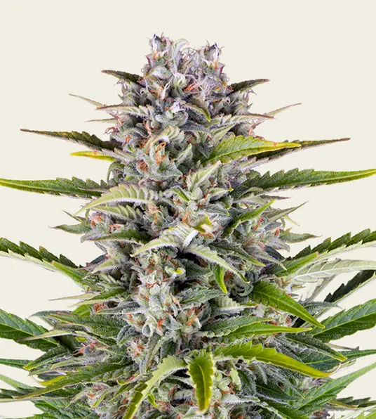 Gorilla Z Auto - Main Image