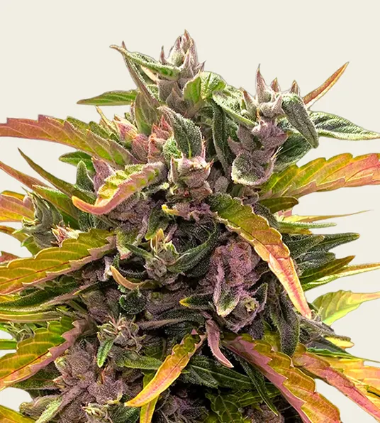 GG4 Auto - Main Image
