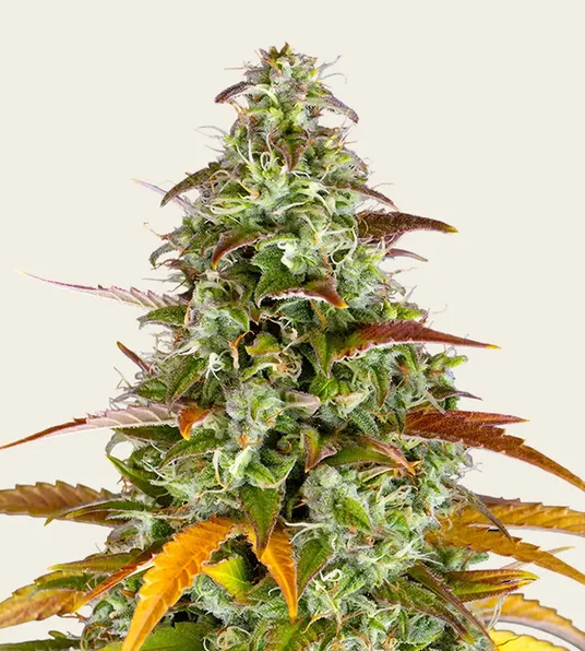 Watermelon Z Auto - Main Image