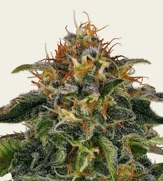 Moby Dick - Main Image
