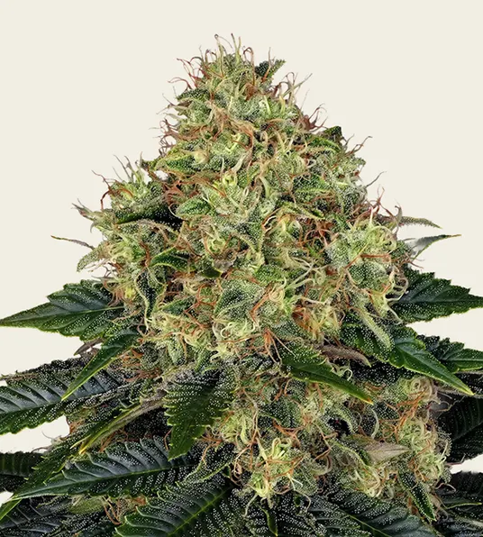 Skywalker OG Auto - Main Image
