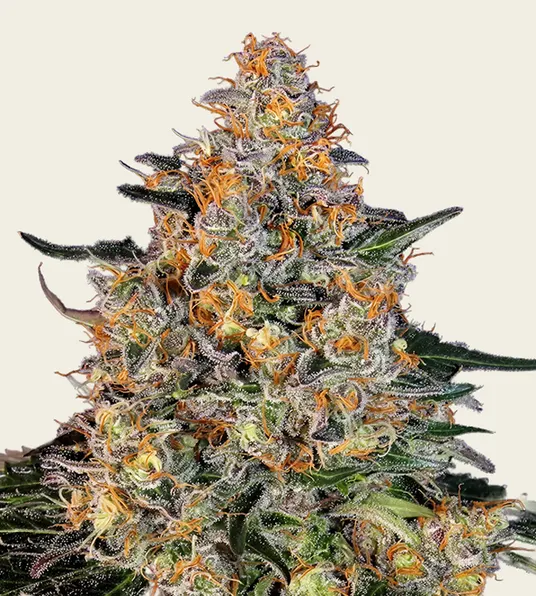 Bubba Kush - Main Image