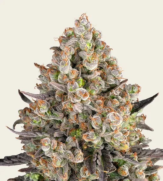 OG Kush - Main Image