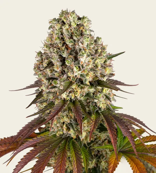Sour Diesel - Main Image