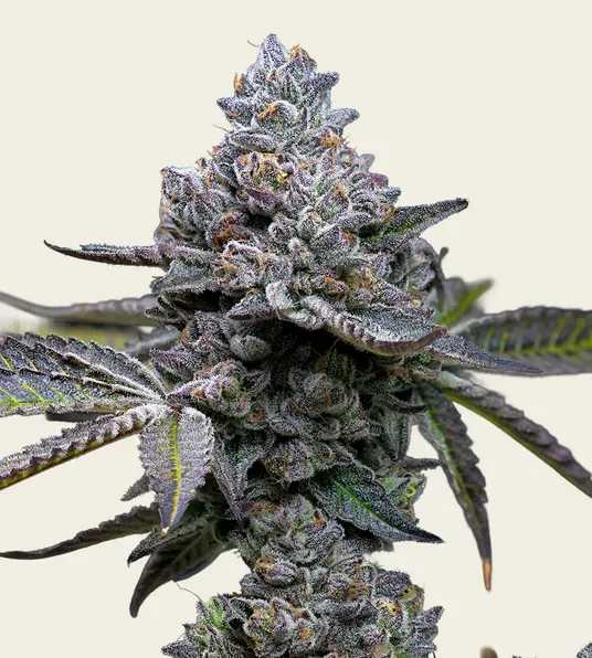 Apple Fritter - Main Image