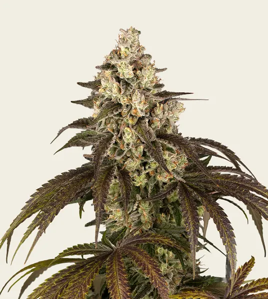 Trainwreck - Main Image