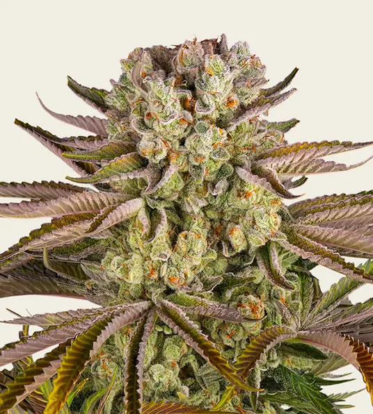 Pineapple Express - Main Image