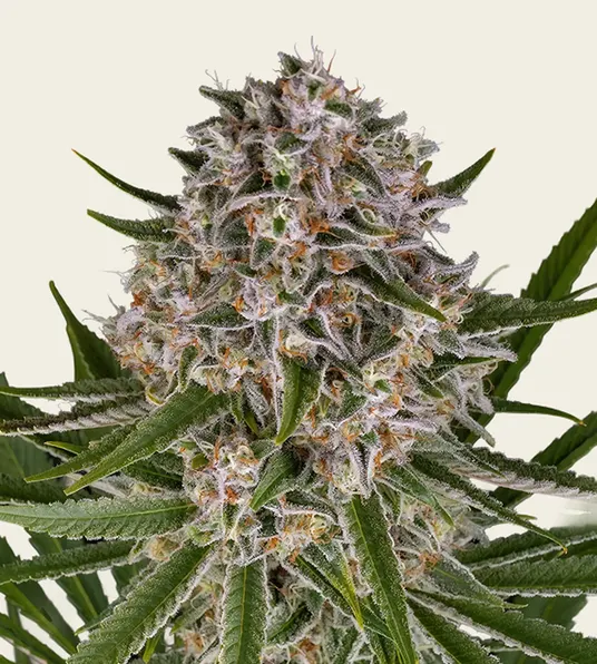 Lemon Haze Auto - Main Image