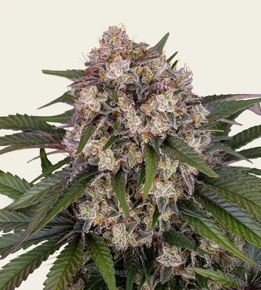 OG Kush Auto - Main Image