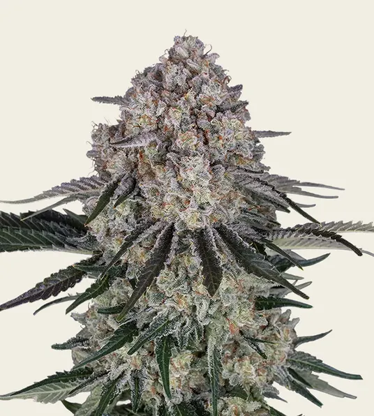 Sour Diesel Auto - Main Image