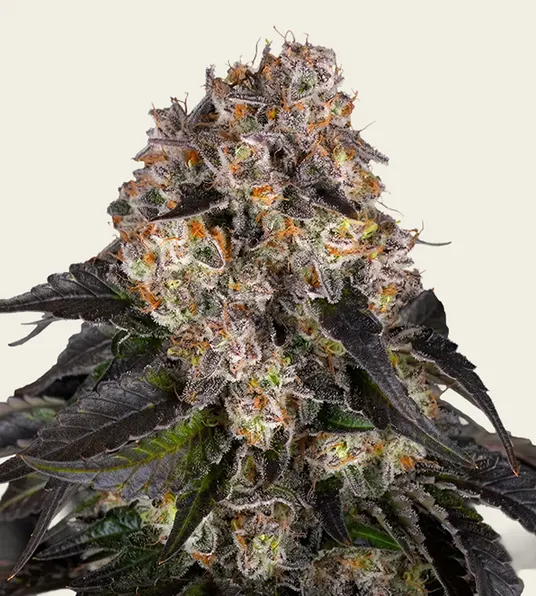 Girl Scout Cookies - Main Image