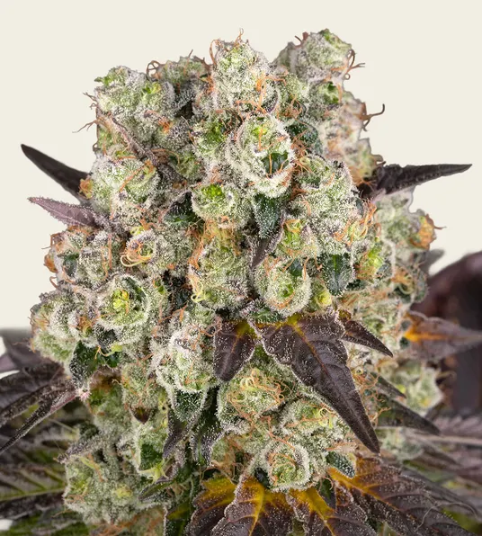Purple Punch x Lemon Drizzle - Main Image