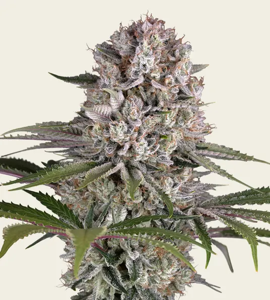 Amnesia Haze - Main Image