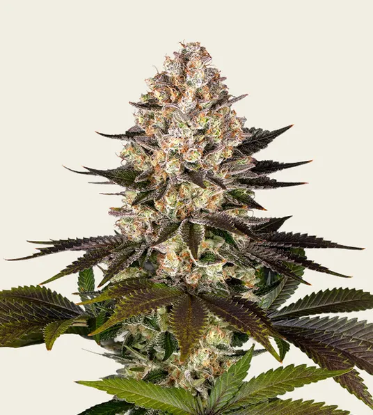 Hindu Kush - Main Image