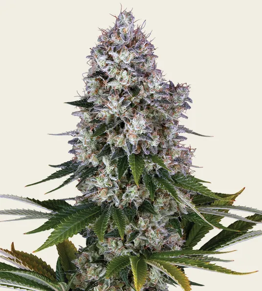 Northern Lights - Main Image