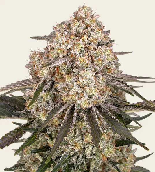 AK-47 - Main Image