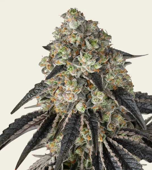 Black Cherry Gushers - Main Image