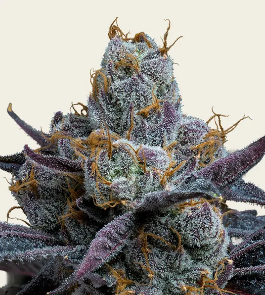 White Runtz - Main Image