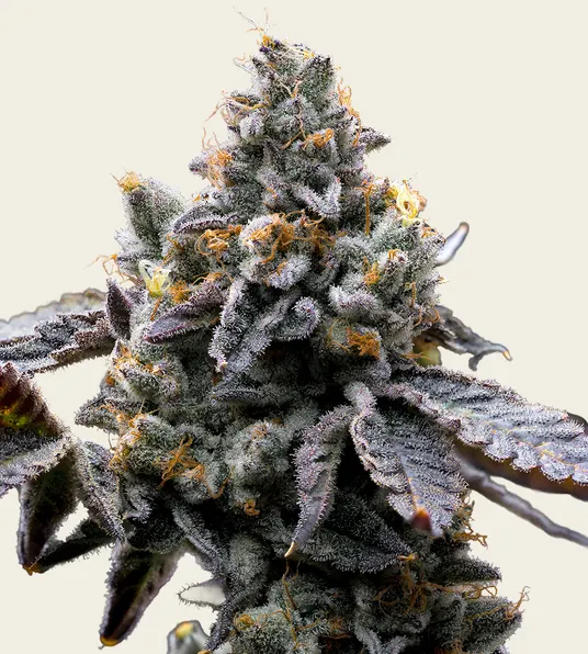 GMO Cookies - Main Image