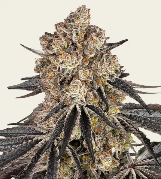 Rainbow Sherbet - Main Image