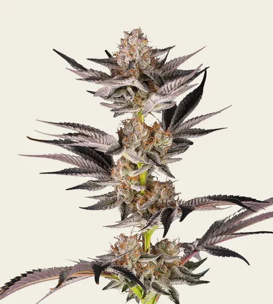RS11 x Banana OG - Main Image