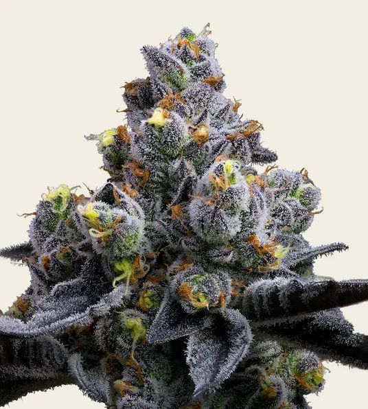 Garlic Cookies - Main Image
