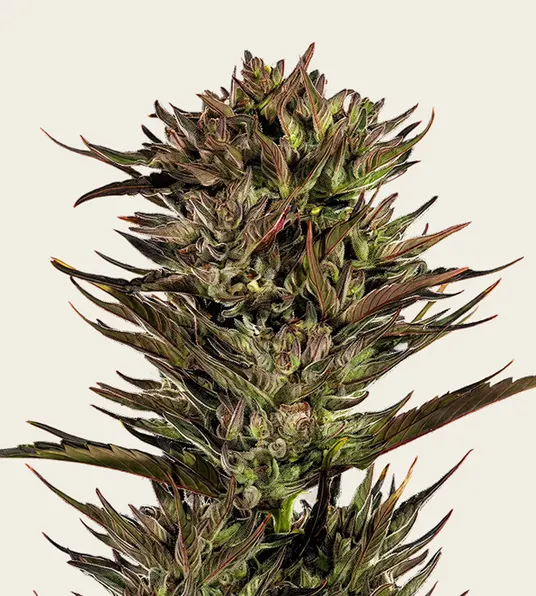 Thin Mint x Sour Pinot Auto - Main Image