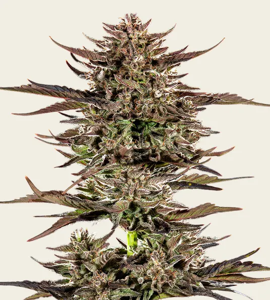 Frosted Zinn x 3 Bears OG Auto - Main Image