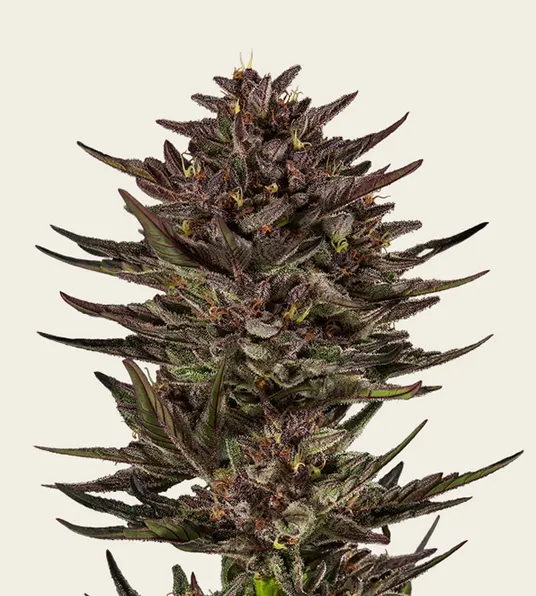 Frosted Zinn x Cookie Dog Auto - Main Image