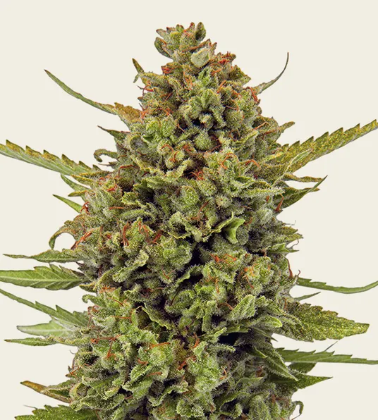 Acapulco Gold - Regular - Main Image