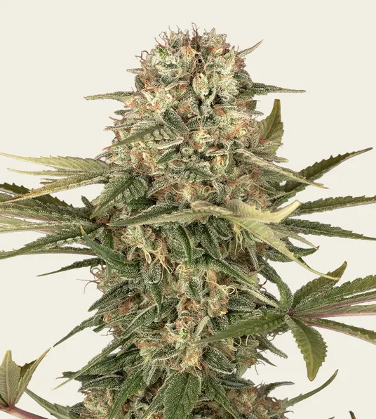 Master Kush - Regular - Main Image